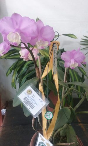 4 ORQUiDEAS