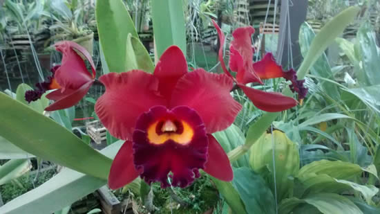 orquideas-indaiatuba
