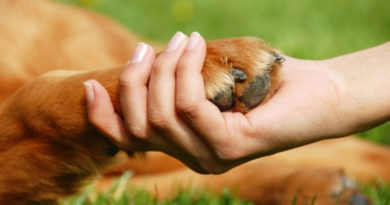 ONG Bichos SA lança articulação pioneira pela proteção dos animais em Itu e Salto