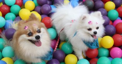 Shopping Cidade Sorocaba promove “Cãominhada” neste domingo Shopping Cidade Sorocaba promove “Cãominhada” neste domingo