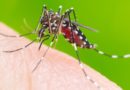 Secretaria de Saúde de Itu confirma mais dois óbitos por dengue