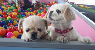 Shopping Cidade Sorocaba realiza “Evento Pet” Shopping Cidade Sorocaba realiza “Evento Pet”