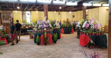 Feira de orquídeas doa mudas para quem ajudar idosos em Itu Feira de orquídeas doa mudas para quem ajudar idosos em Itu