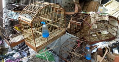 Animais são encontrados em situação de maus tratos no bairro Padre Bento Animais são encontrados em situação de maus tratos no bairro Padre Bento