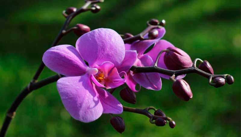 Orquídeas: beleza inconfundível