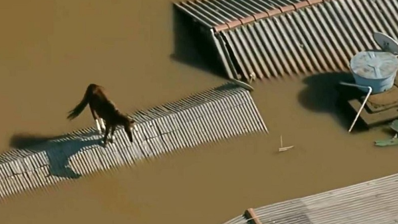 Bombeiros de SP resgatam cavalo ilhado no Rio Grande do Sul