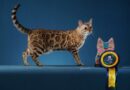 Expo Gatos Sorocaba 2025 reúne 160 felinos de beleza rara e exótica
