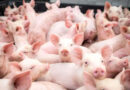 Itu dá passo importante para se tornar a Capital Estadual da Suinocultura