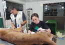 Equipe auxiliam em resgate de onça na SP-300, em Itu