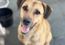 Shopping de Indaiatuba recebe feira de adoção de animais em parceria com ONG